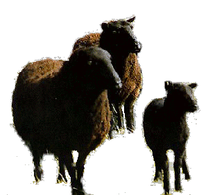 Black welsh