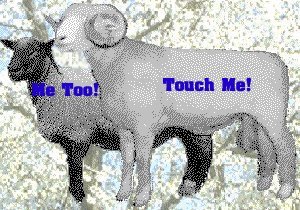 Dorset Horn Ram & Suffolk Ewe.