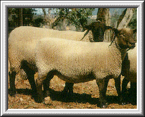 suffolk sheep