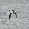 Red Breasted Merganser male in flight.