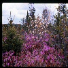 Wild Rhododendrons and Shadbush flowers. 1978