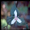 Painted trillium. 1978