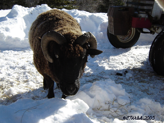 Angus.. Black Angus..He's the sire of all the lambs!