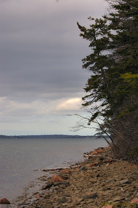 Looking East to Big Bras D'or